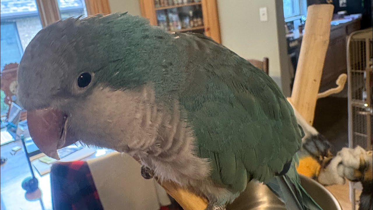 Jamie Paige - BIRDBRAIN [my bird’s UTAU] @JamiePaigeIRL @FLAVORFOLEY