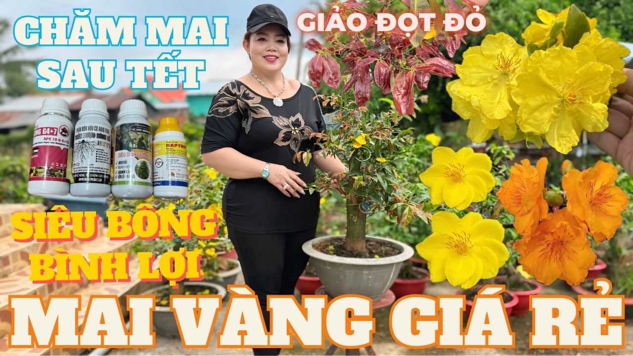 07-03 CHỊ DUNG Giao Lưu Mai Vàng Giá Rẻ, Giảo Cam Thiên Lộc, Gió Tây Ninh, Đọt Đỏ • THÀNH TRỌNG LÊ
