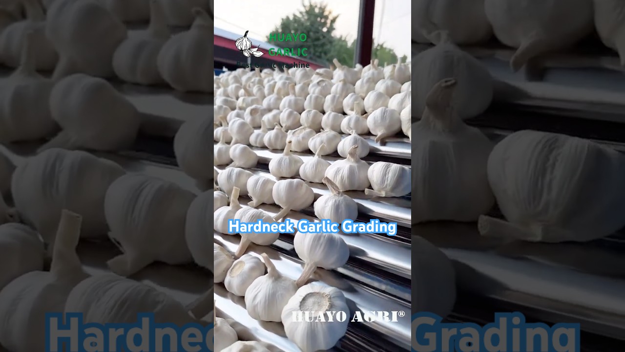 Automatic 8t/h Garlic Bulb Sizing Machine for Softneck and Hardneck Garlic