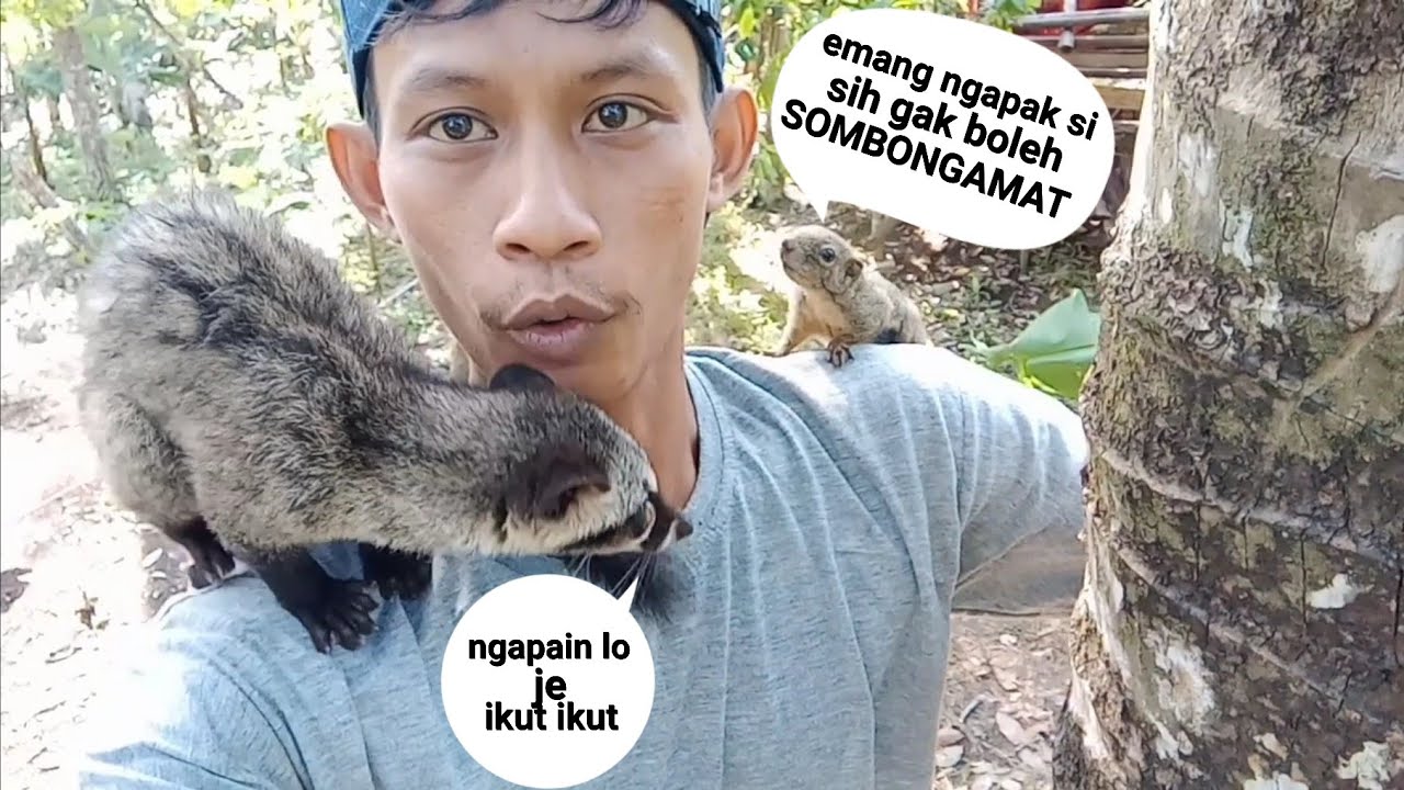 SERU AJAK MUSANG JOJO AMBIL DURIAN TIBA