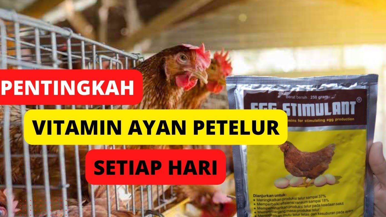 vitamin ayam petelur - pentingkah buat ayam