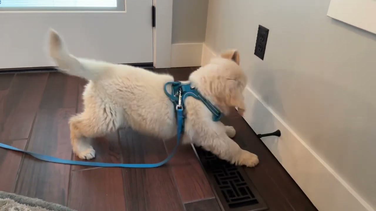 Ollie is super angry at the door stop.