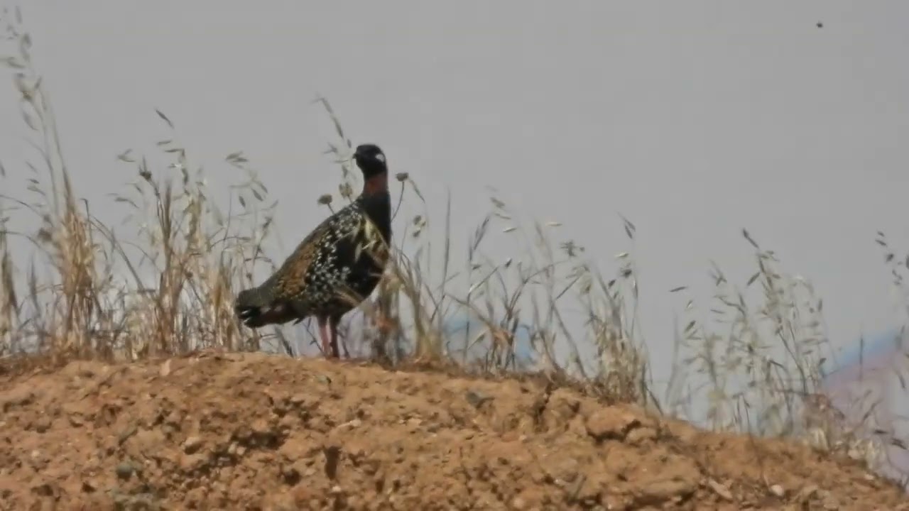 Black Francolin, Турач, Μαύρος Φρανκολίνος, Francolinus francolinus