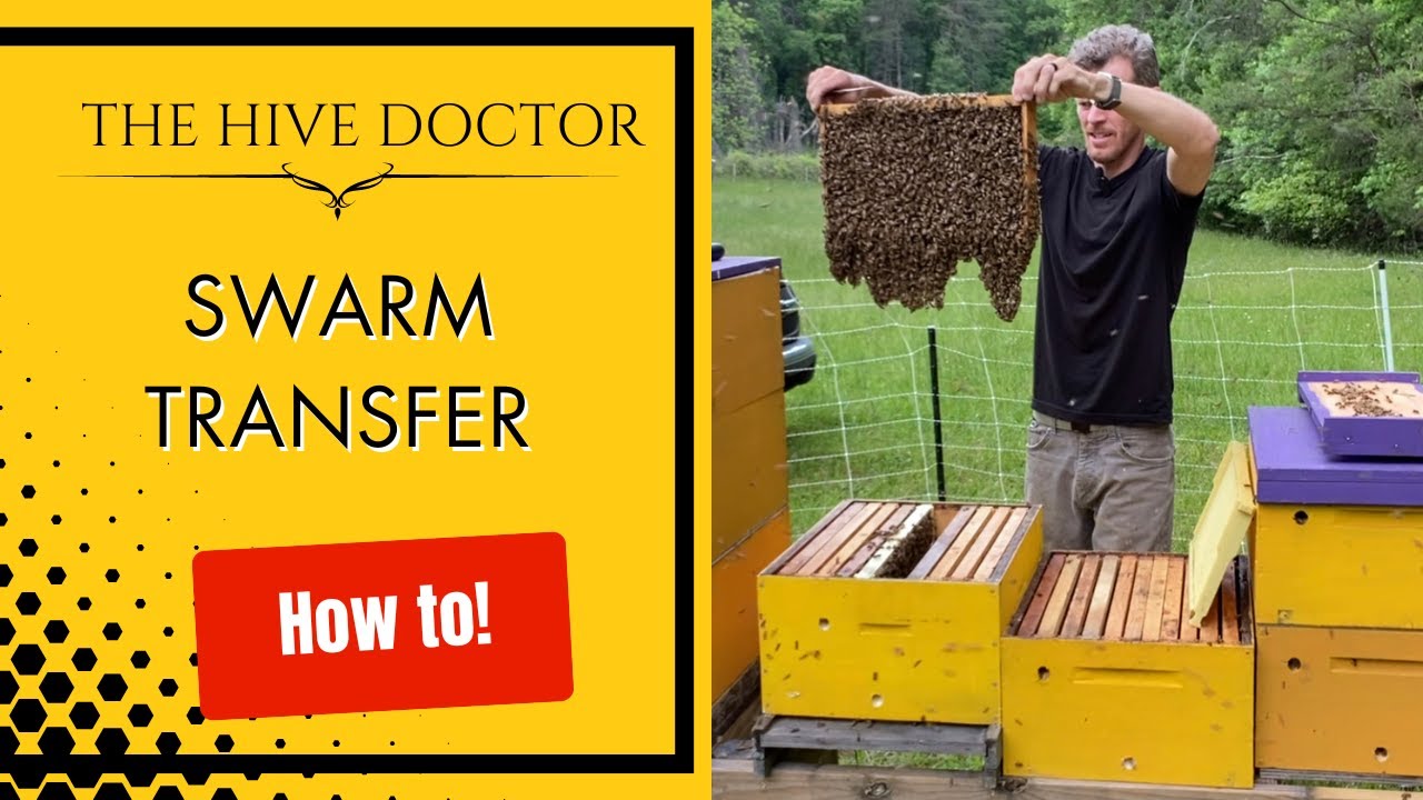 Swarm Transfer//How to Transfer a Swarm from a Swarm Trap//Transferring a Swarm into Full Equipment