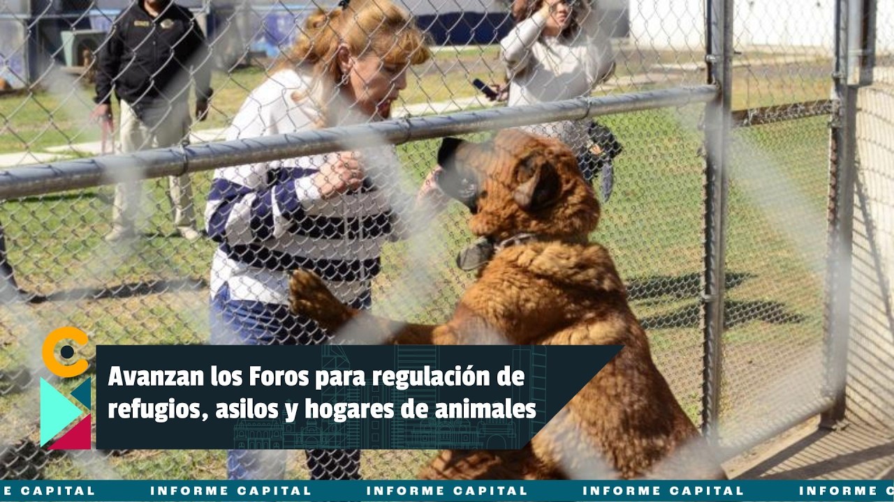 Extienden foros de consulta para la nueva Ley de Albergues y Refugios de Animales I Informe Capital