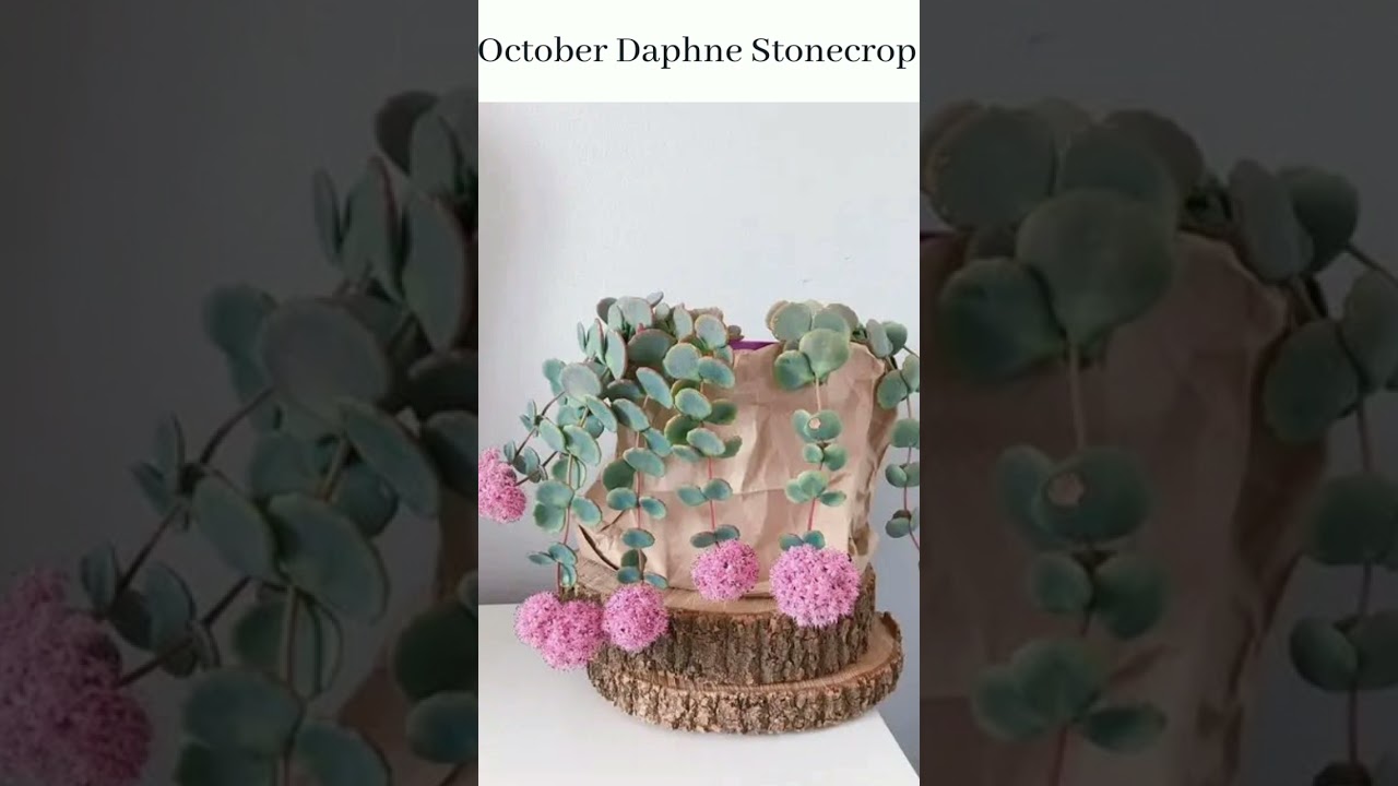 15 most popular sedum varieties you can grow as house plants