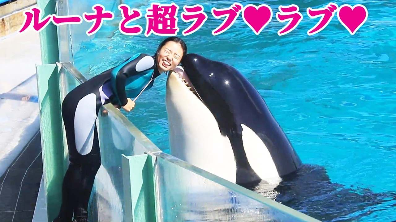 シャチパフォーマンス中も超ラブ♥ラブ♥ 鴨川シーワールド シャチショー KamogawaSeaWorld  orca killerwhale