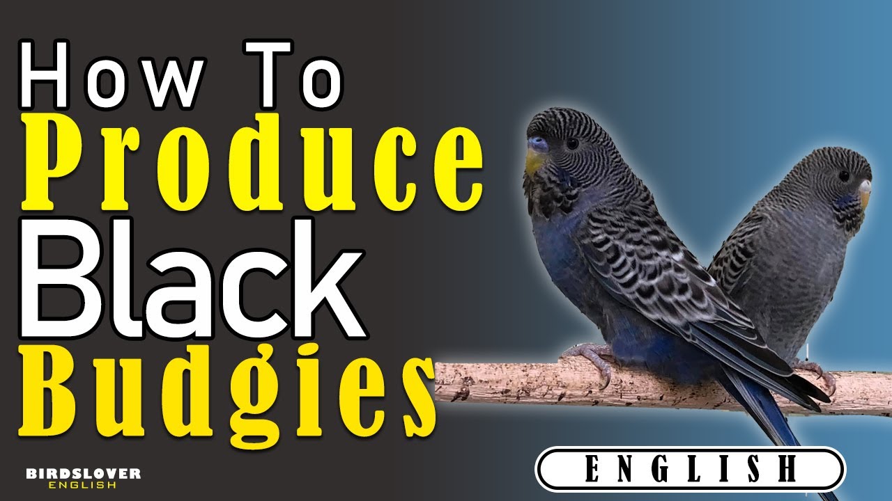How to produce Blackface and black wing, black Budgies