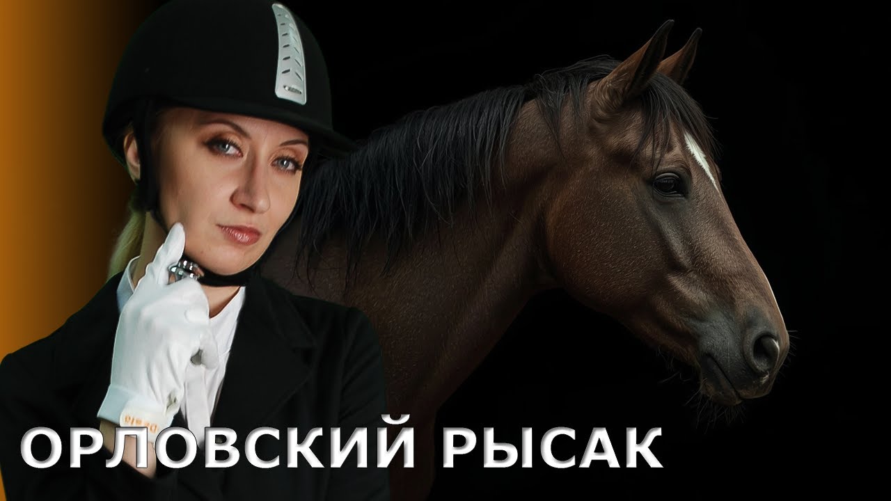 Как появилась легендарная порода лошадей? | Орловский рысак | Архив