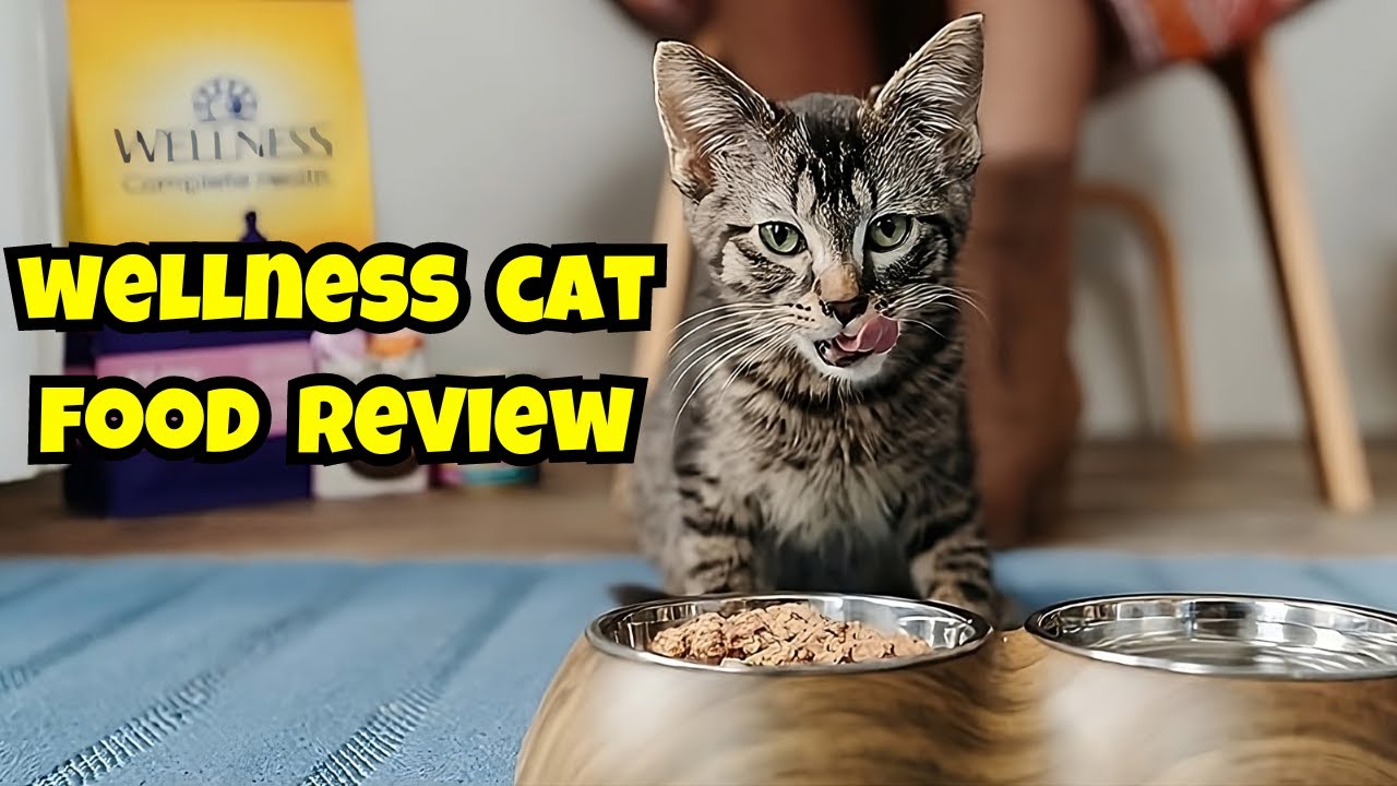 Wellness Cat Food Reviewed: What Every Cat Owner Needs to Know!