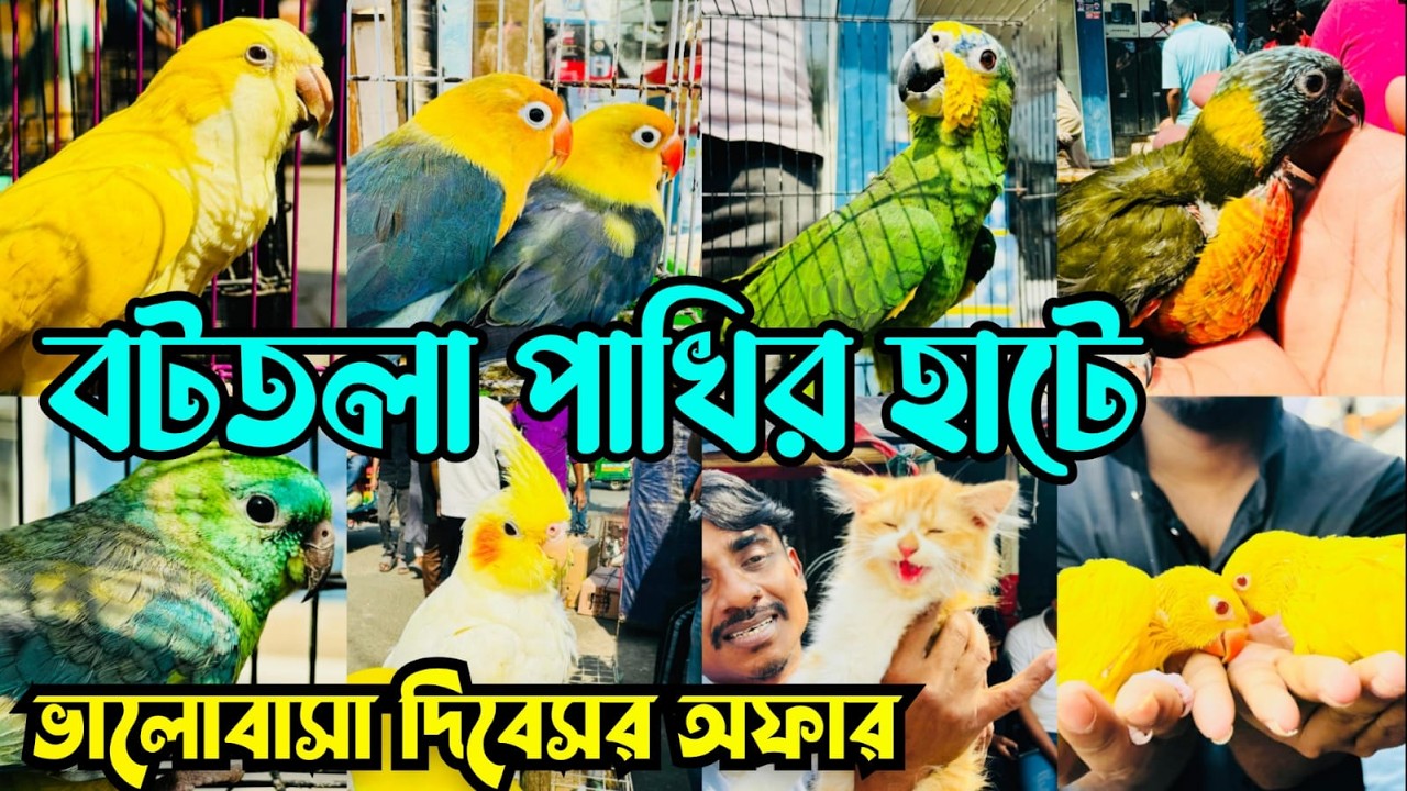 ভালোবাসা দিবসে অফা'রের ছড়াছড়ি বটতলা পাখির হাটে | Bottola Pakhir Hat | Mirpur 13 Pakhir Hat #viral
