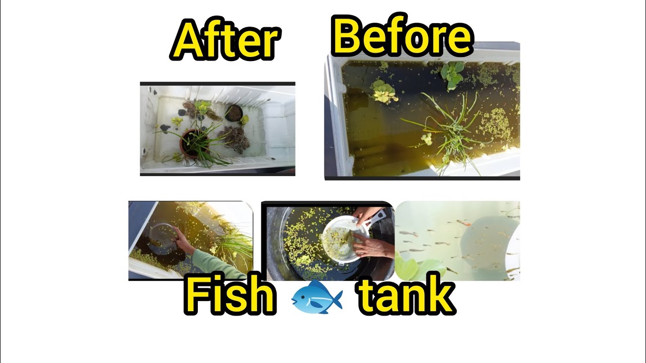 Fish tank ची साफ सफाई कशी करायची