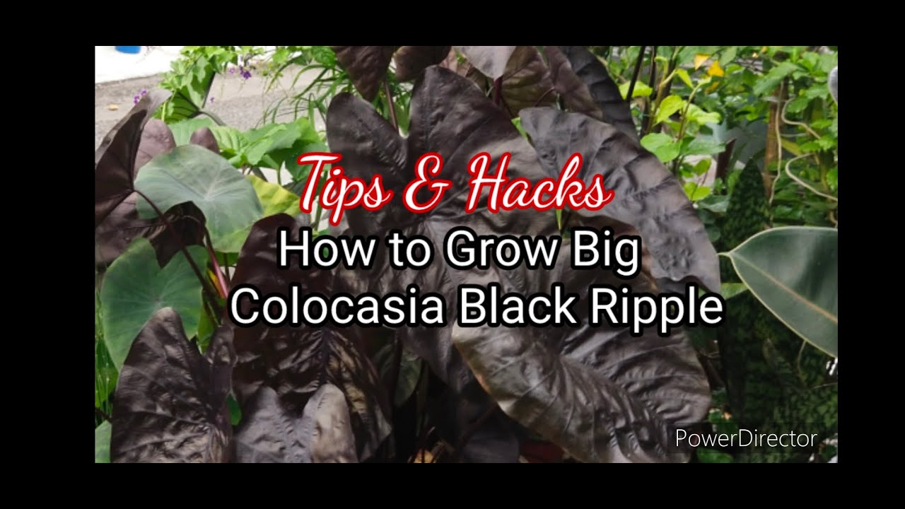 Tips & Hacks on How to Grow Big Colocasia Black Ripple / Black Magic