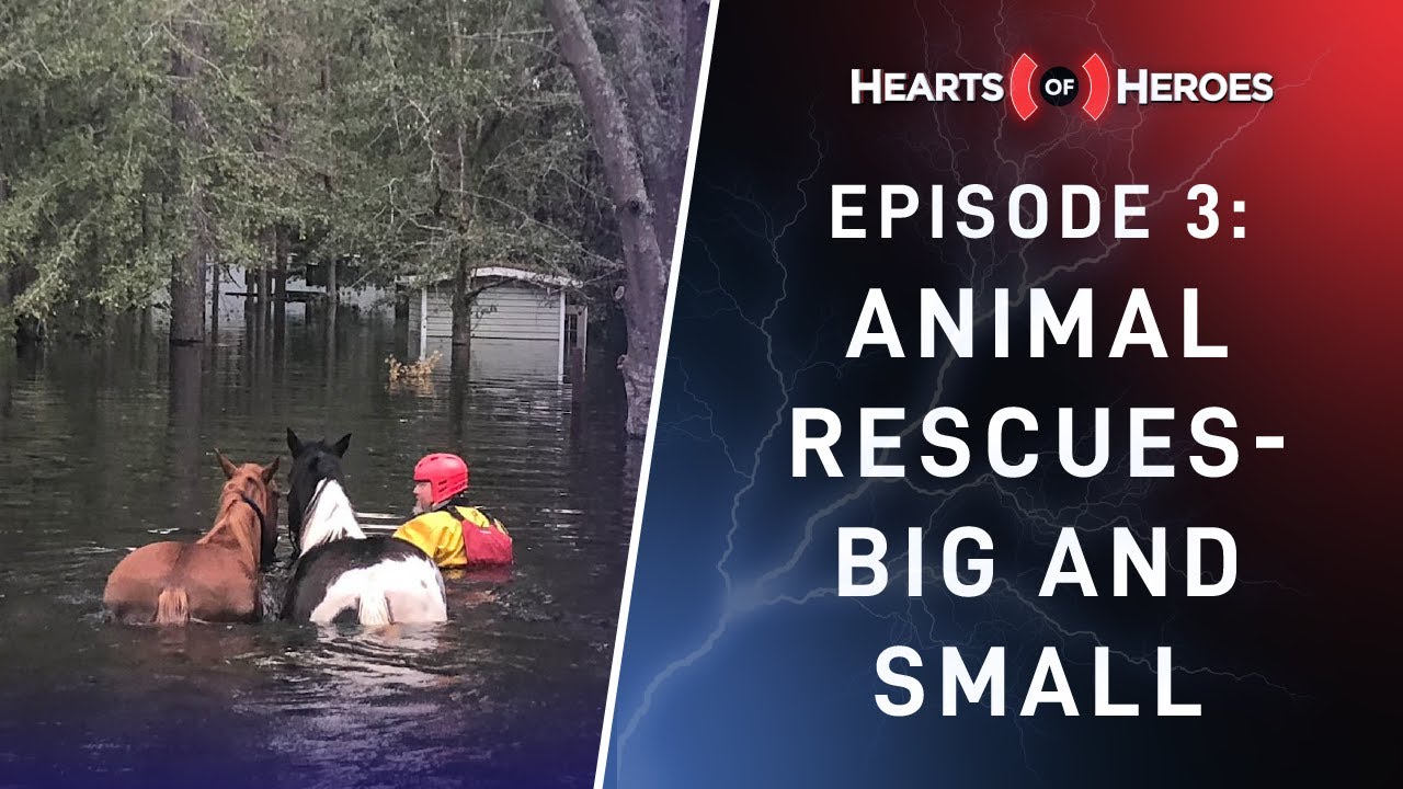 Season 2, Episode 3: Animal Rescues- Big and Small