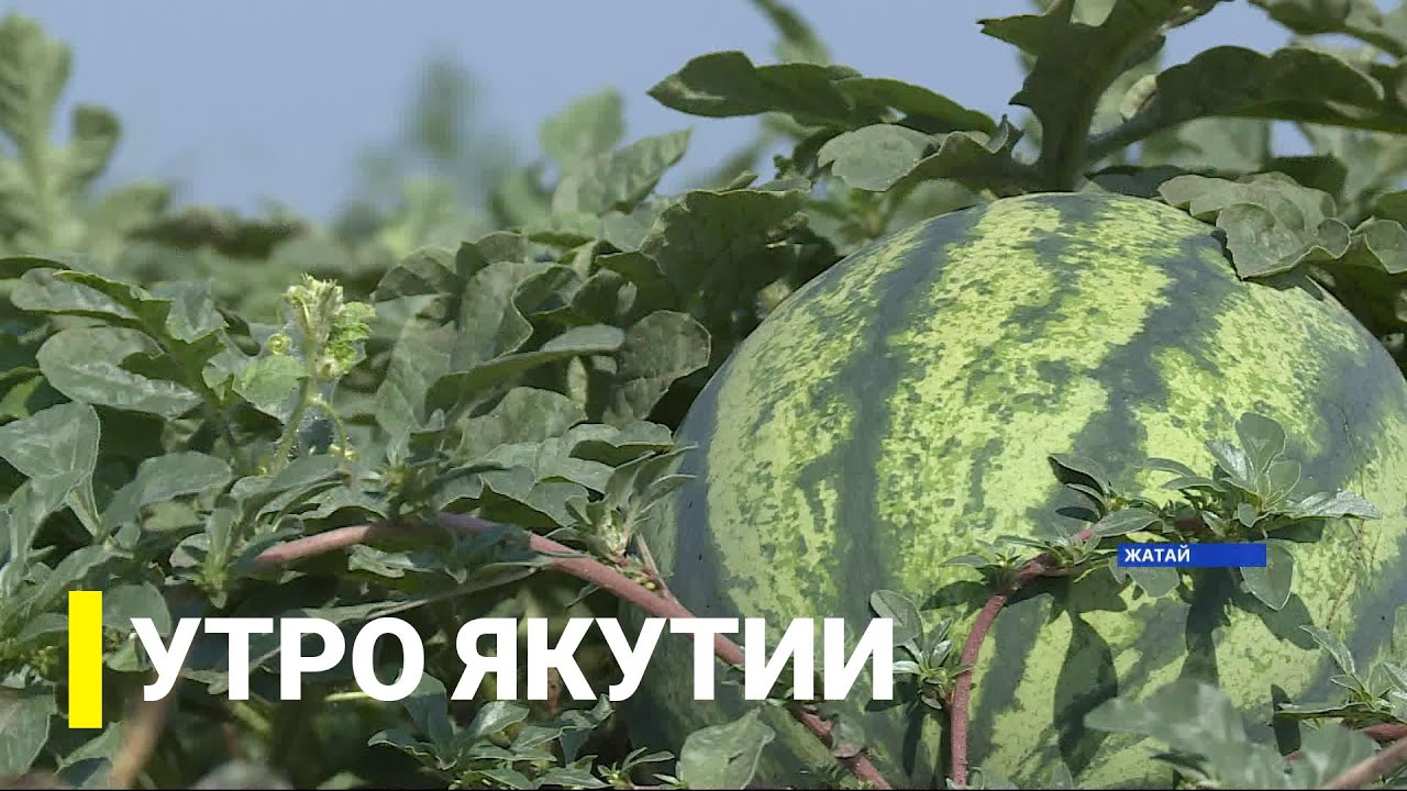 Утро Якутии: Выращивание арбузов в Жатае. Выпуск от 14.07.21