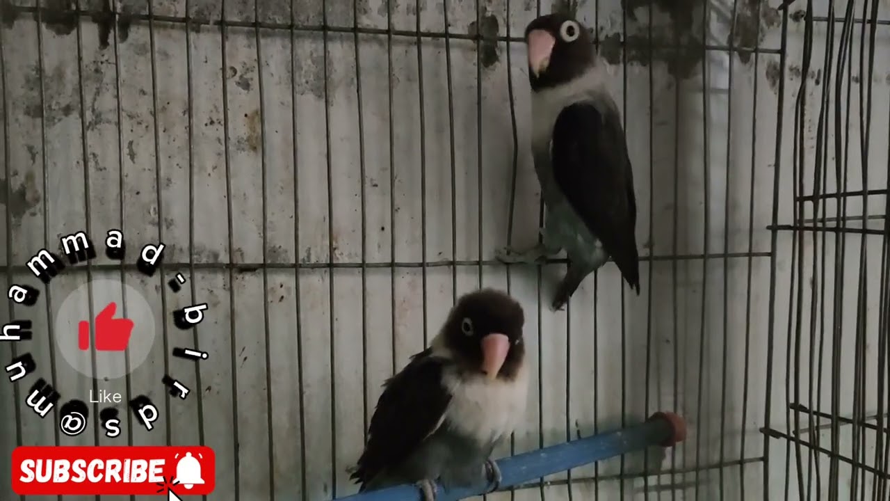 Black-faced Lovebird is a sociable and noisy bird. It generally lives in groups of 20-30 individuals