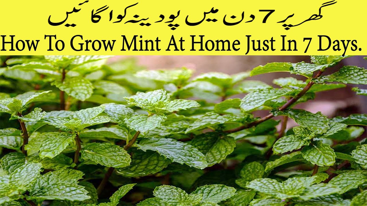 How To Grow Mint At Home Just In 7 Days