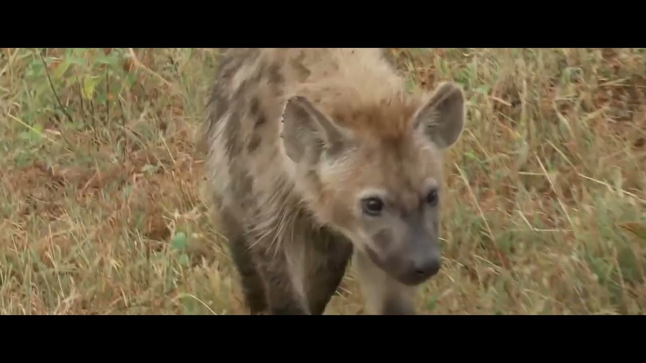 Hyenas