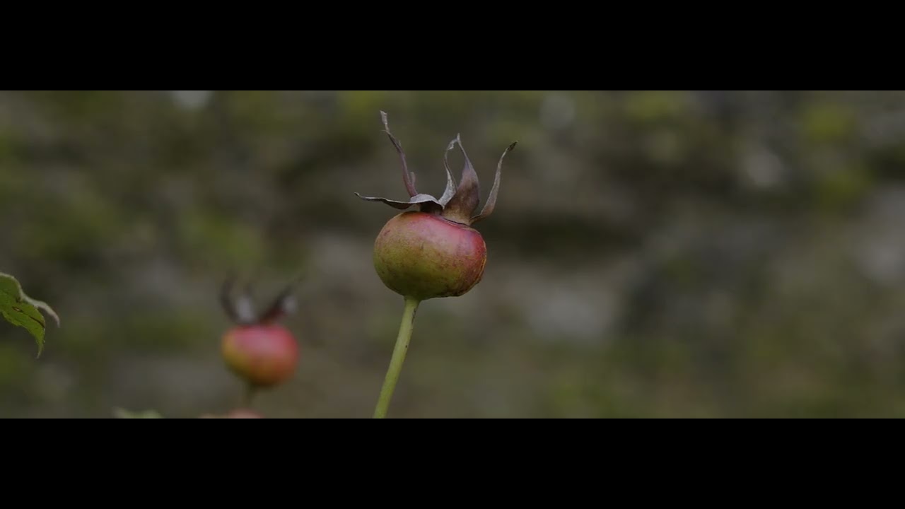 (Rose)  BMPCC 6K-  EF 35-350 L lens
