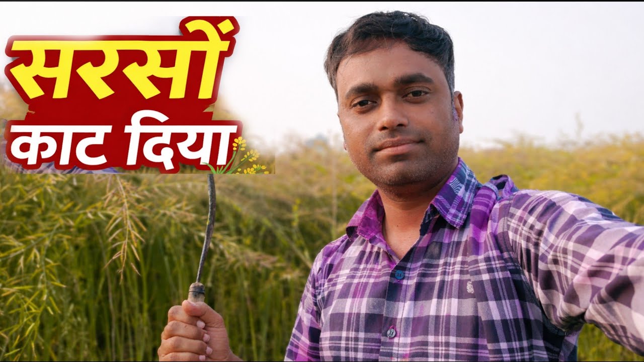 सरसों काटने में लग गए तीन दिन 😲  पूरा खेत काट दिया | shantanushyamvlogs 