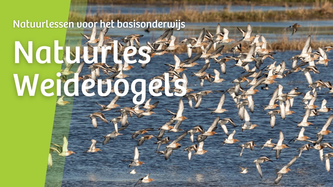 Natuurles: Weidevogels