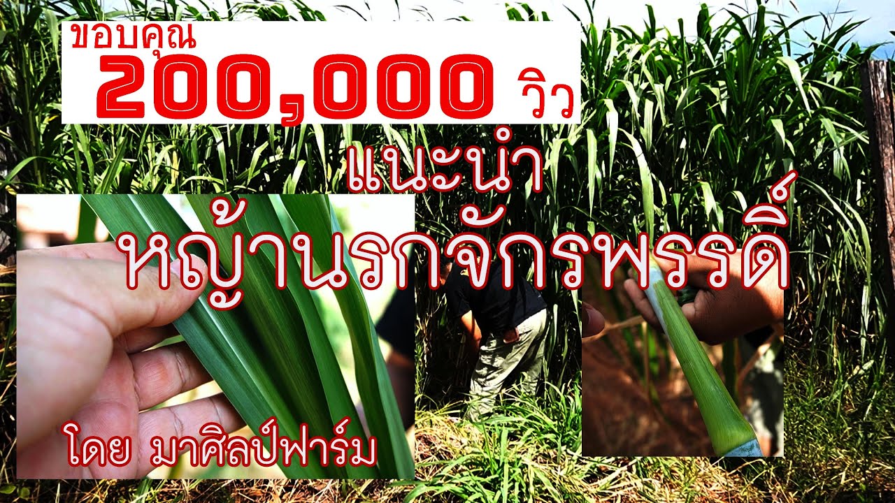 แนะนำ หญ้านรกจักรพรรดิ์  เจ๋ง.. หญ้าสำหรับ โค กระบือ