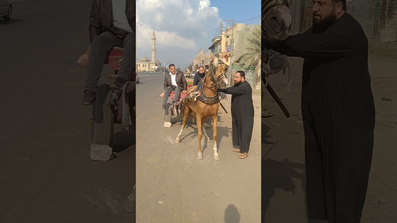 خيل الشيخ محمد رخا المحله الكبرى مهره كاسره جوز كوله مشمشيه 01093322202