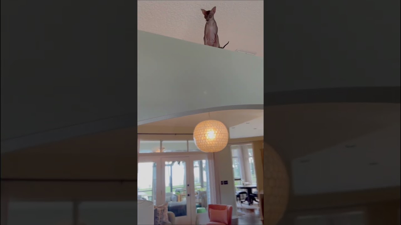 Fearless Peterbald cat loves to climb 🙀 #shorts #shorts30