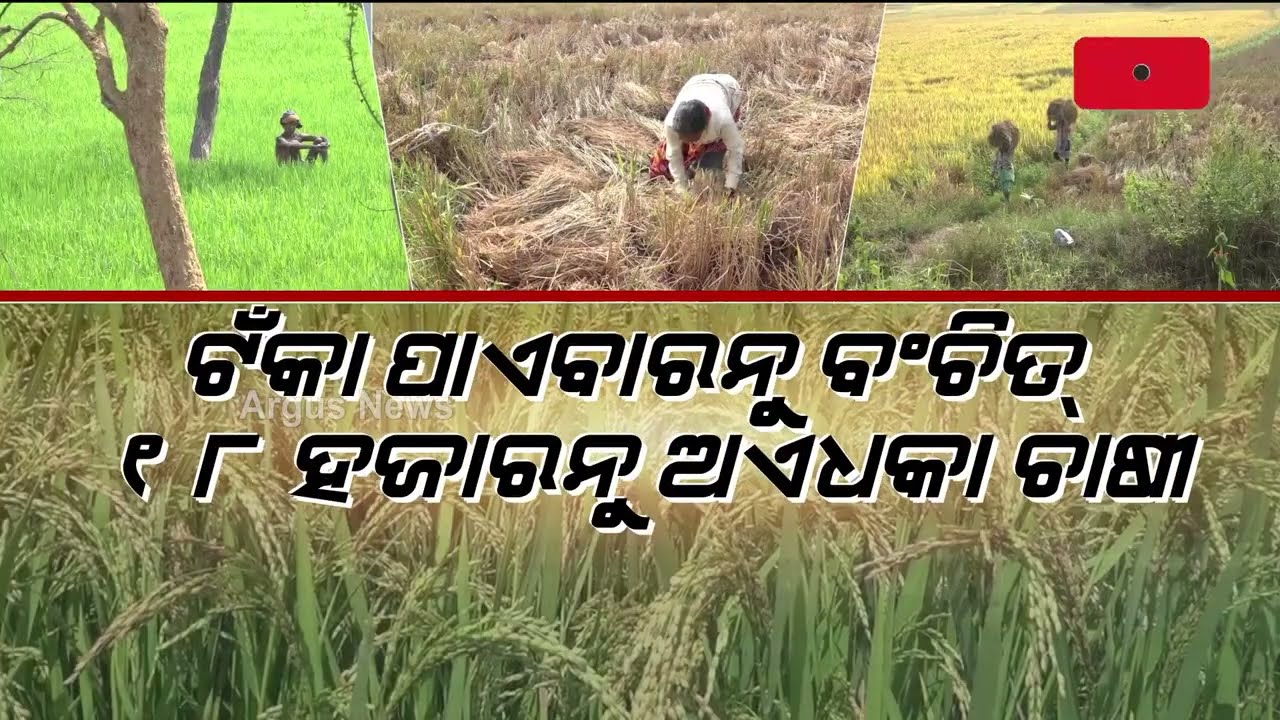 Sambalpur Farmers Deprived Of Kalia Yojana