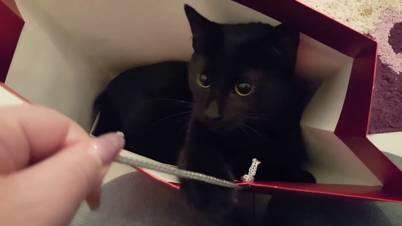 Black Cats! --- CAT COMPILATION