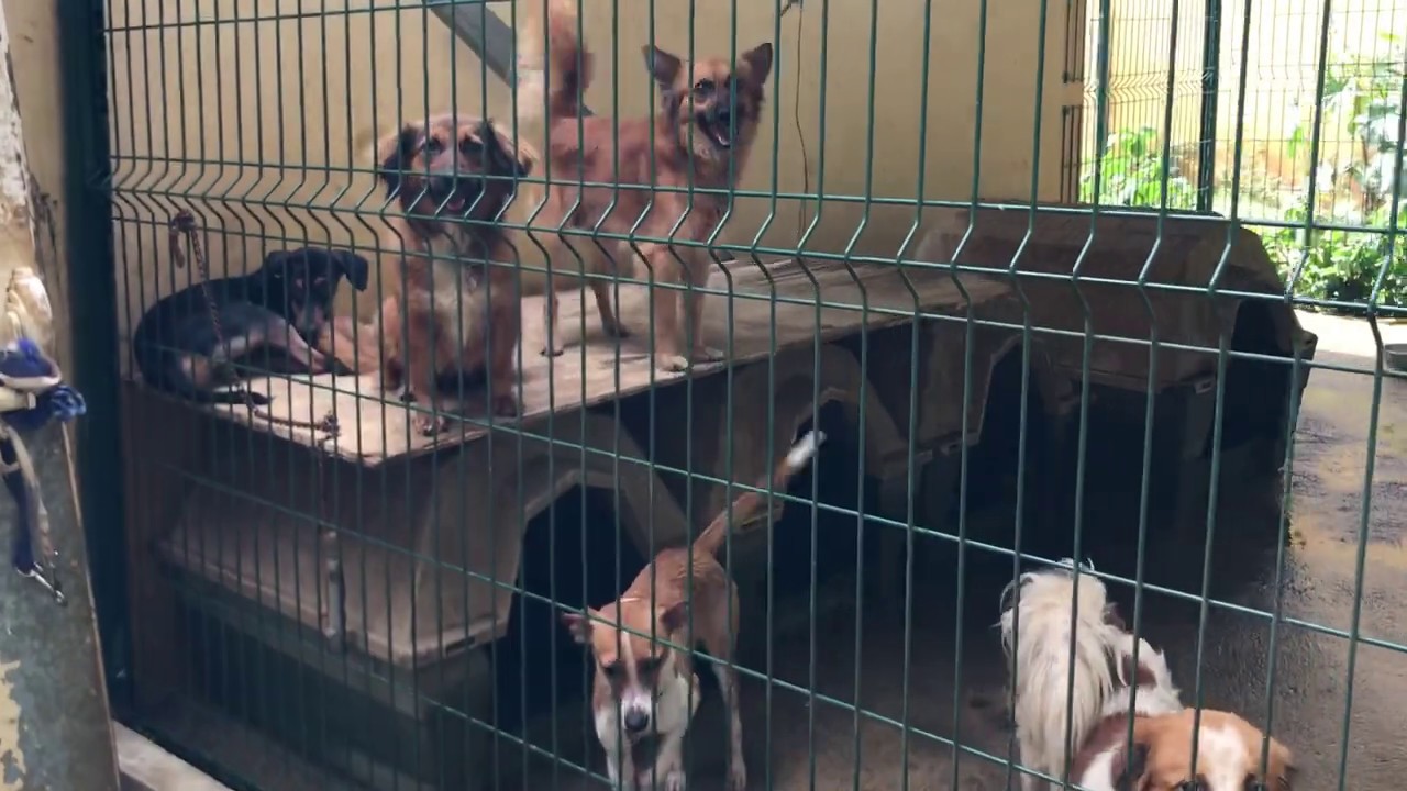 SPA Réunion FILM Chiens refuge