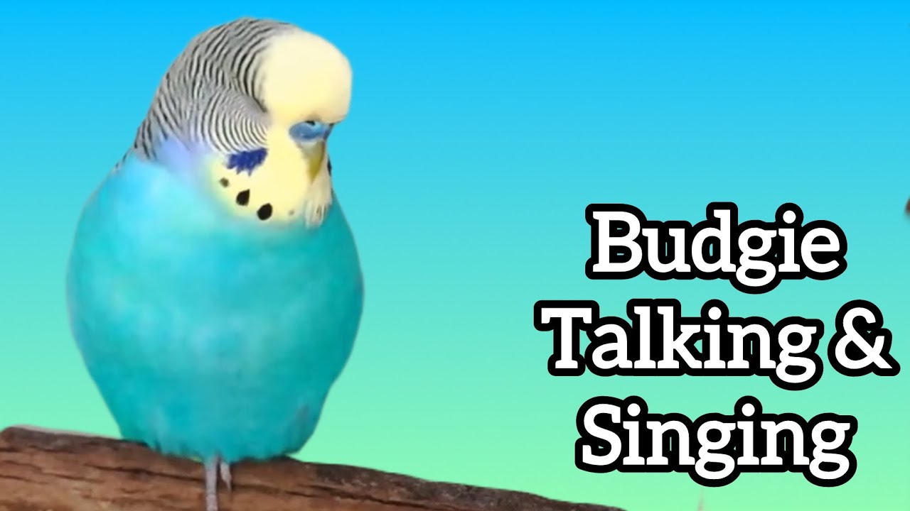 Budgie Talking and Singing to his flock