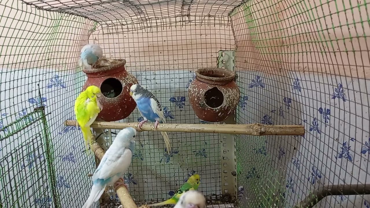 Over 8 hours of budgies world. Love birds day life. #ourcool #budgies #birdsound