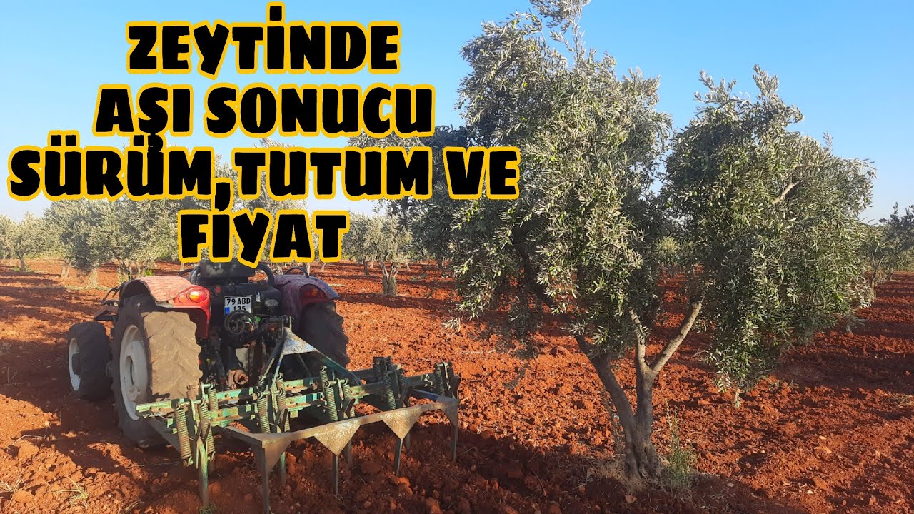 Zeytin sürümü... zeytin aşısı sonucu...zeytin tutumu ve güncel fiyat bilgisi...
