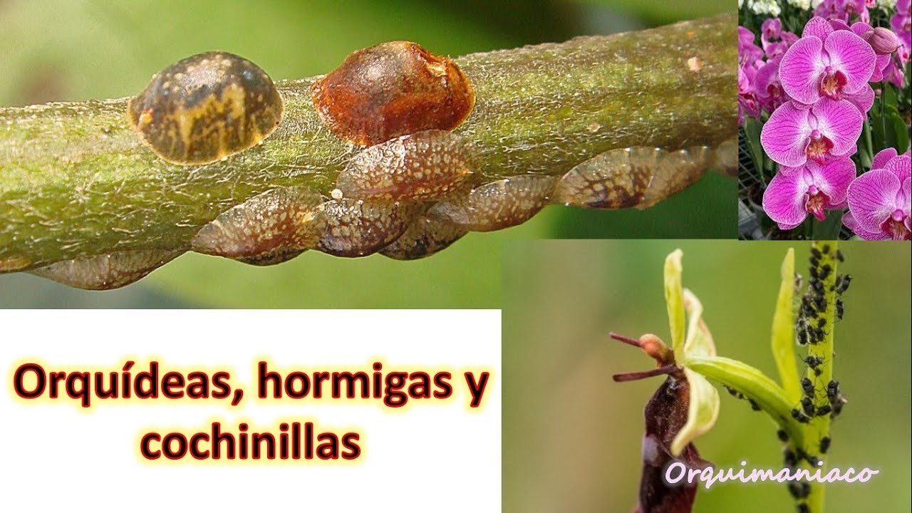 Orquídeas, hormigas y cochinillas... una combinación letal que puede acabar con nuestras orquídeas
