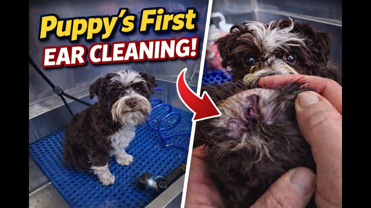 She Was So Brave! 🐾 Mini Schnauzer’s First Ear Cleaning #asmr #grooming #pov