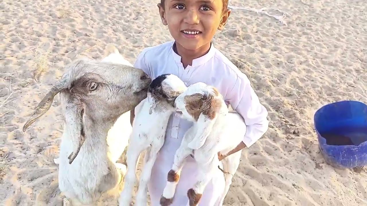 ​Maa(Goat) Ka Ghussa Jab Bache Usse Door Le Gaye! 😭💔 Emotional Goat Mother