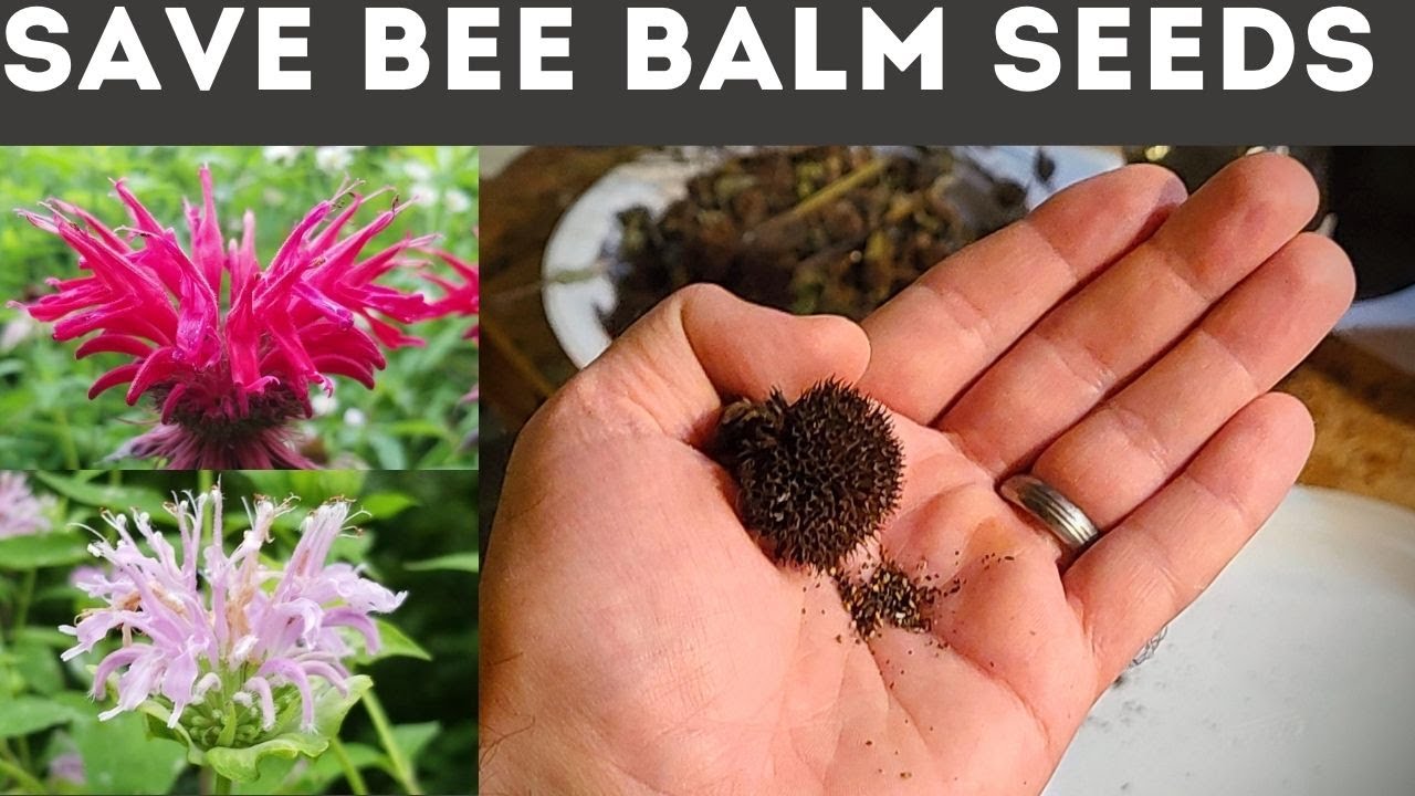 How to Save Bee Balm Seeds (Monarda)