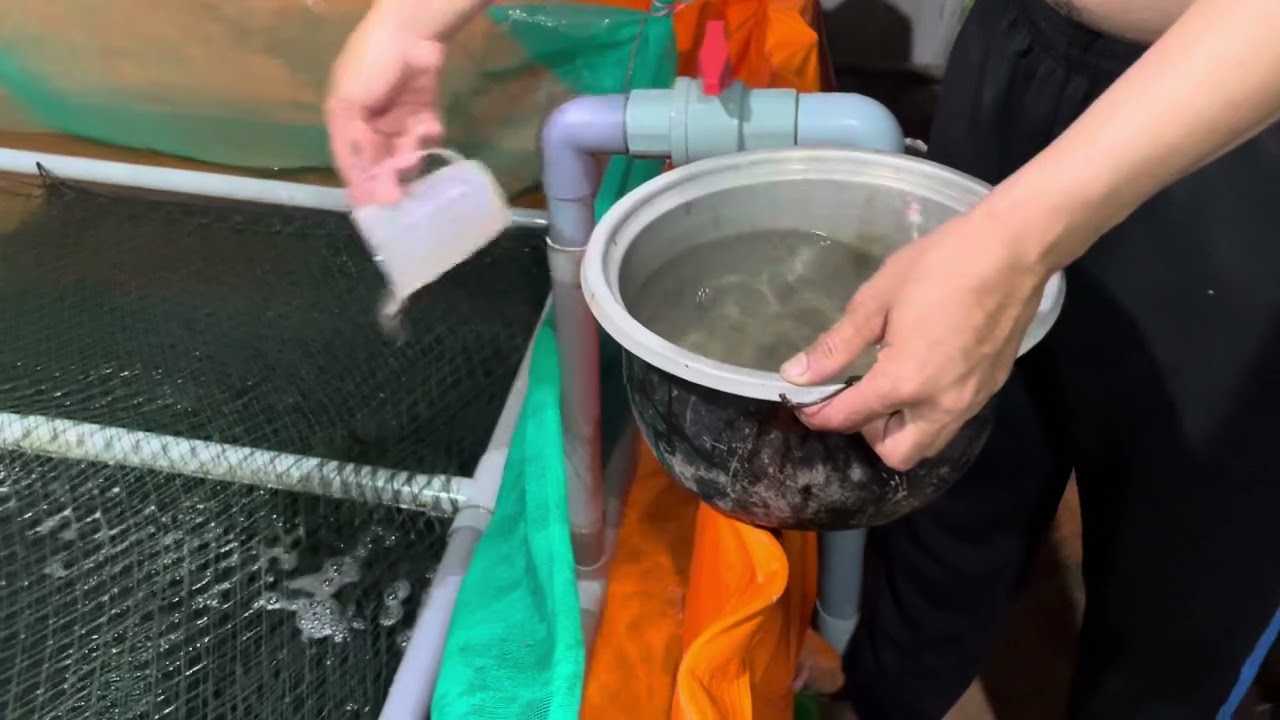 Tấm định kỳ cho lươn mười lăm ngày tấm một lần