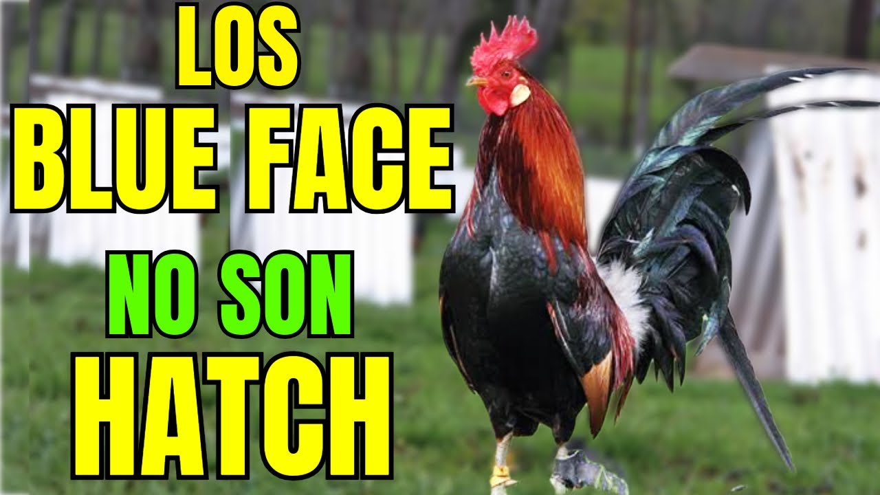 LOS BLUE FACE.... PORQUE NO SON HATCH???