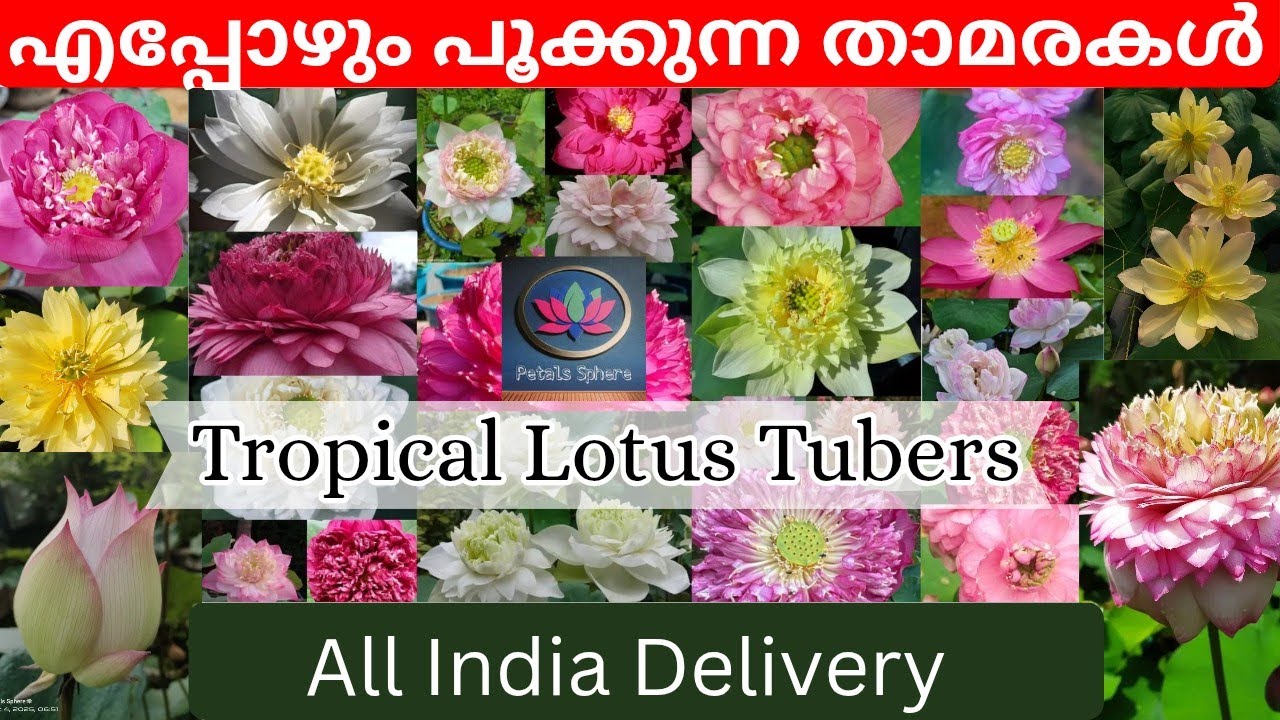 50 രൂപ മുതൽ || Tropical Lotus Offer Sale || All India Door Step Delivery 