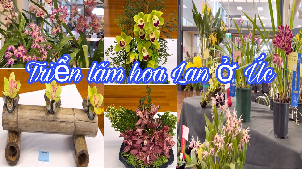 🇦🇺 249  Phần 1 - Triển lãm hoa Lan ở Úc / Cuoc Song Uc