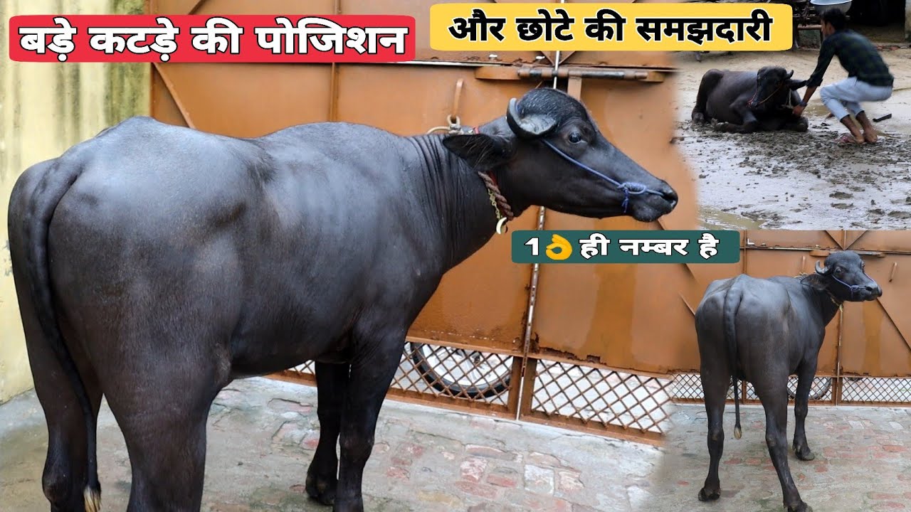 अभी से ही बड़े झोटो के गुण लेरा यो छोटा लवारा 💢 बड़े कटड़े को इस बार गांव से गंगा जी लेकर जाएंगे।