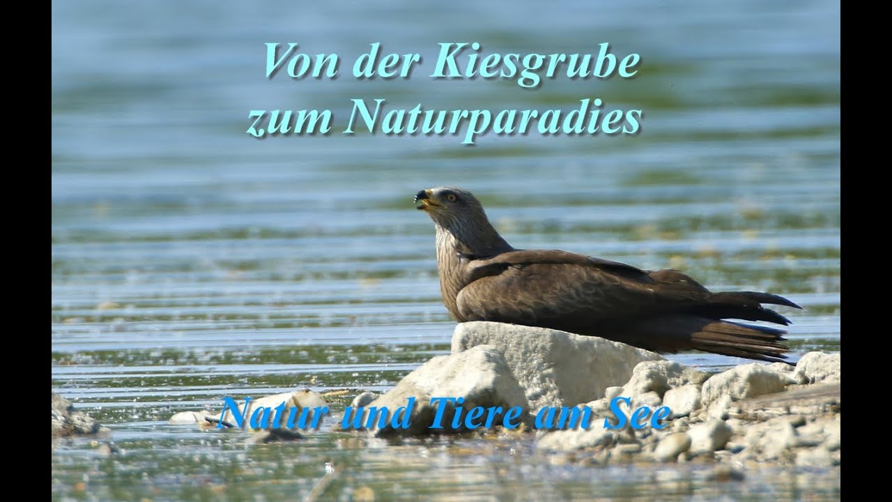 Naturparadies Baggersee. Natur & Tiere am Knielinger See. Eine tolle Location für Naturfotografie!