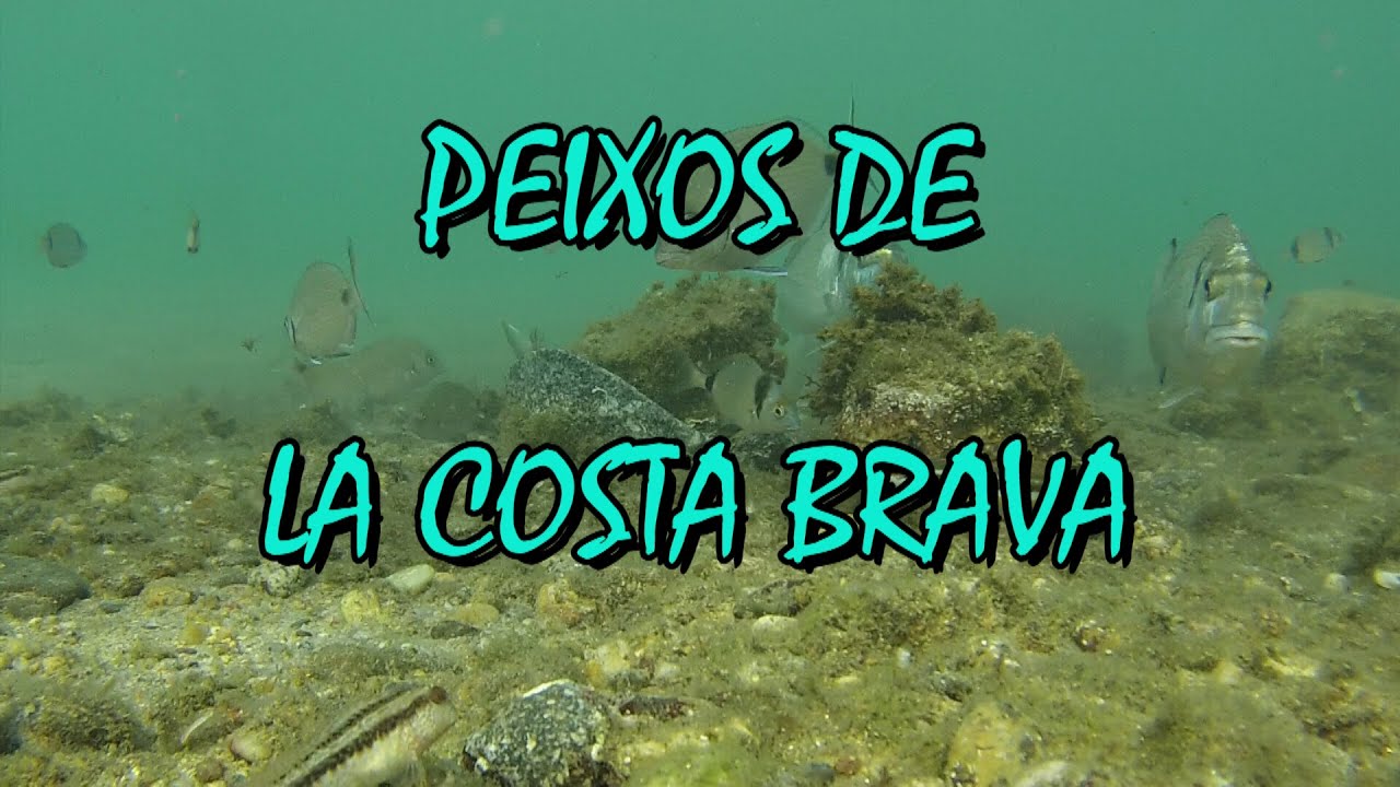 Peixos del Mediterrani / Mediterranean fish