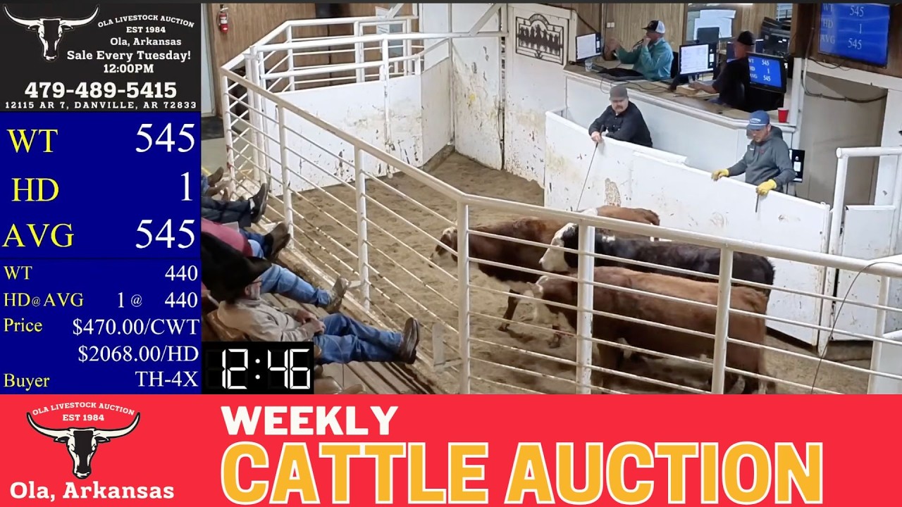 Ola Livestock Auction LIVE | Central Arkansas Cattle Auction & Sale Ring Action | Feb 24, 2026