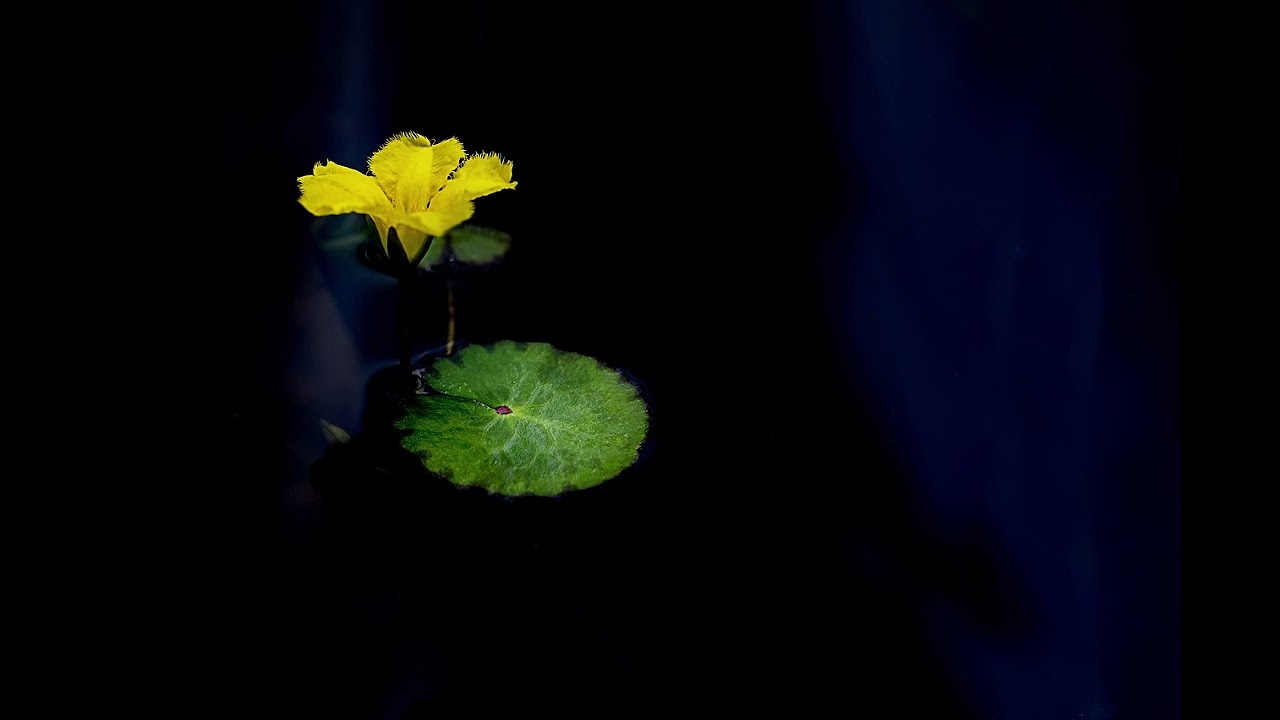Celestial Om | Deep Healing Mantras & Tibetan Sound Meditation