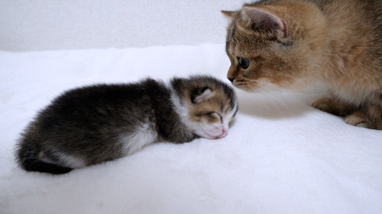 Kitten Charo can't seem to curious about the kitten that looks just like Coco!