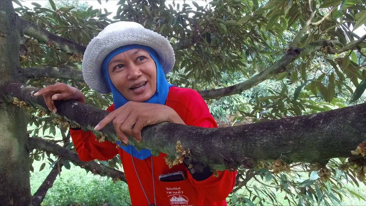 JN-EP97  ระยะวิกฤติ หลังทุเรียนออกดอก อากาศแห้ง ร้อน ดอกฝ่อแดง การพ่นจิบ การพ่นปุ๋ยทางใบ ใต้ท้องกิ่ง