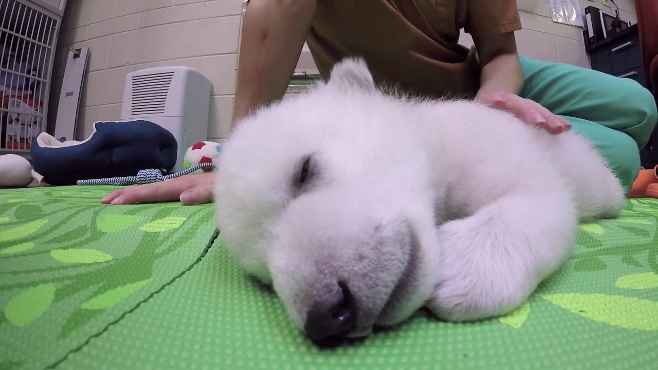 Nora polar bear sleeping